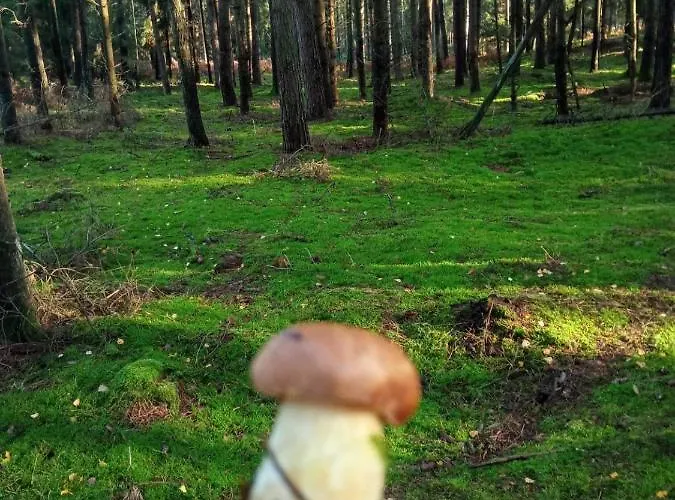 Apartment 6 Osobowy Kujan