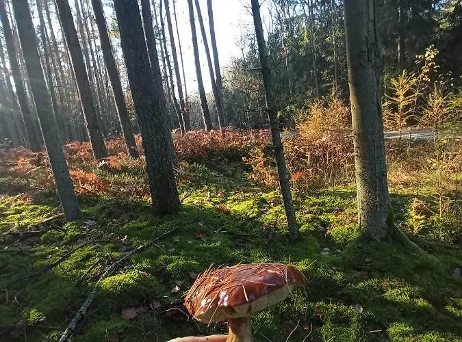 6 Osobowy Apartment Kujan